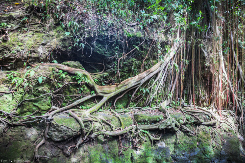 tony-f-photography:  Indonesia, Bali, Ubud 2015