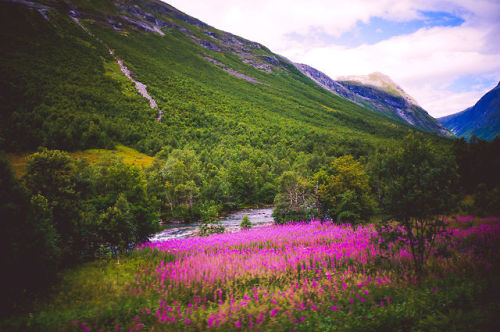 voiceofnature - Firewood blooming in Norway. My Instagram ~ My...