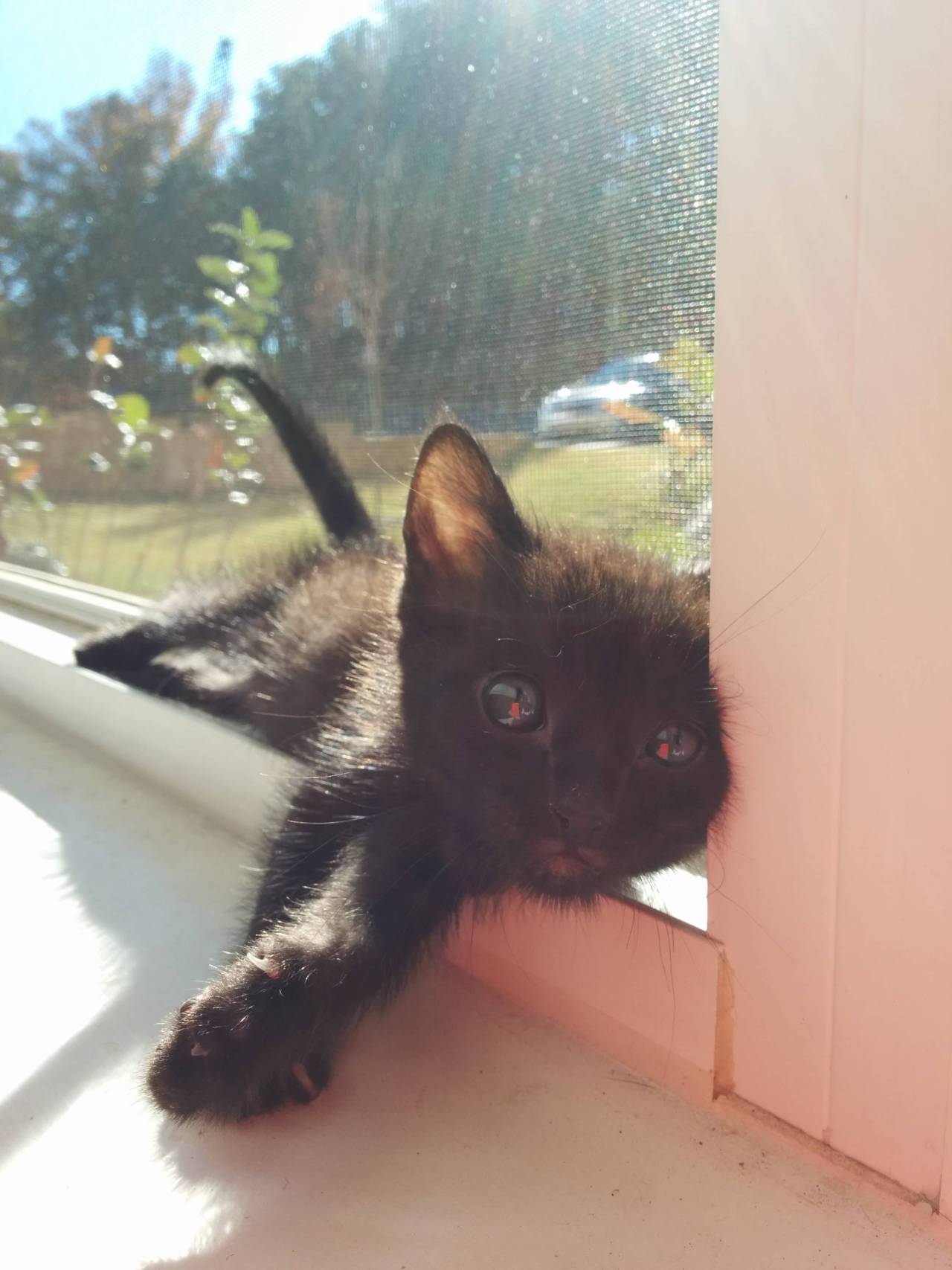 sofluffysnowflake:  Lil Bear soaking up the sun! 