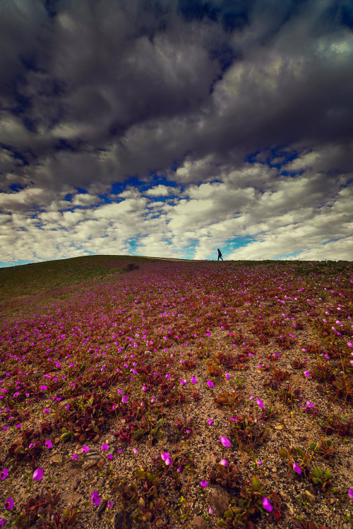 kusta-astronaut:  Desierto Florido 