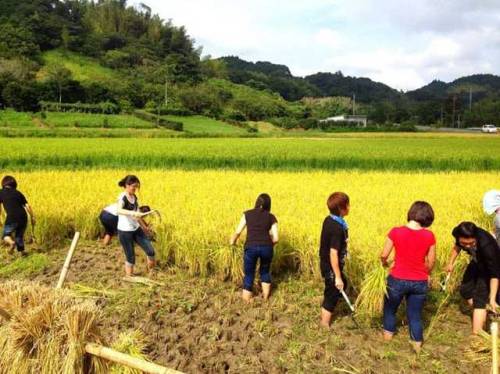 Tackling A Big Seasonal Event: Rice Harvesting With Exchange Students! Rice harvesting is an importa