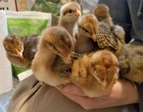 Chicken friends: Look at my new babies LOOK AT THEMThese sleepy peepies are Bielefelder chickens and