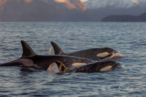 missmariemariana: Norwegian Orca Survey on facebook: “Killer whales are officially back to Skjervøy