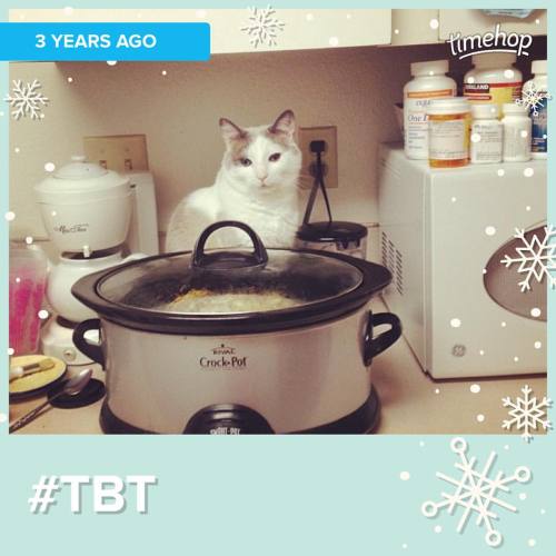 Oh, Smokey. #catsofinstagram #catsbehavingbadly