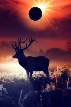 heaven-ly-mind:  Eclipsed