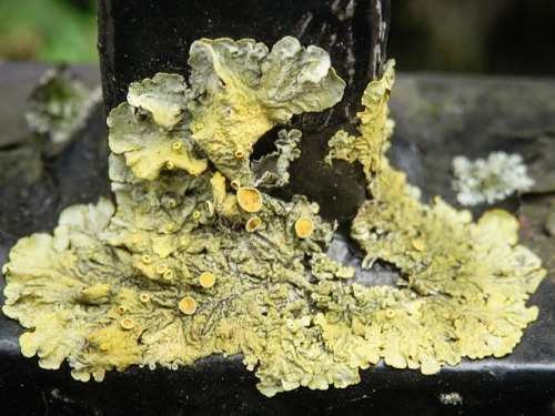 Life is tenacious, it really will grow anywhere! #lichen #creepy #macro #macrophotography #closeup #