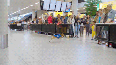 digg:  IF YOU LOSE YOUR STUFF AT THIS AIRPORT THIS DOG WILL BRING IT BACK TO YOU  how about that last gif cutie  