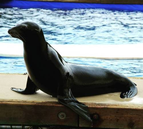 Under water dogs&hellip; #seal #excursion #canikeephim #mexico2017 #puertovallarta #grandfiestaameri