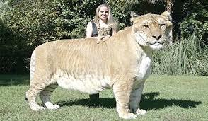 perferted:sixpenceee:Hercules is a 900-pound-heavy, 6-feet-tall and 12-feet-long liger who holds the