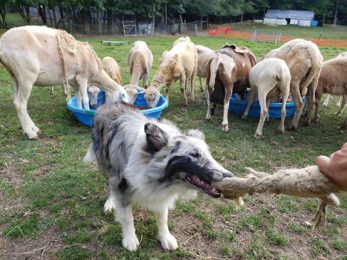 My future farmdog Kiwi is 7 months old now! And I still haven’t met him. Pip just worked some 