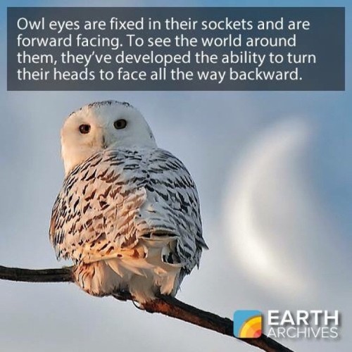 Owls have excellent night vision, but are very farsighted. Even though they can track their prey fro