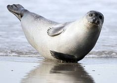 iguanamouth:  thinking about seals doing this pose….. oh yeah…. 