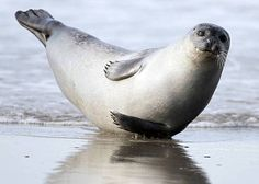 iguanamouth:  thinking about seals doing this pose…..oh yeah….