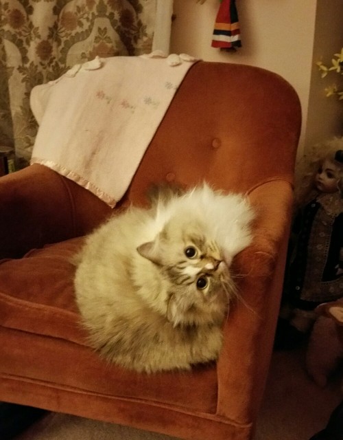 althoughsolemn:Toby’s new, practically sliding off backwards way of sitting in his favorite ch