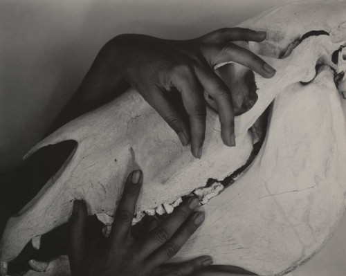 “GEORGIA O’KEEFFE – HANDS AND HORSE SKULL”ALFRED STIEGLITZ // 1931[gelatin silver print | 7 5/8 × 9 