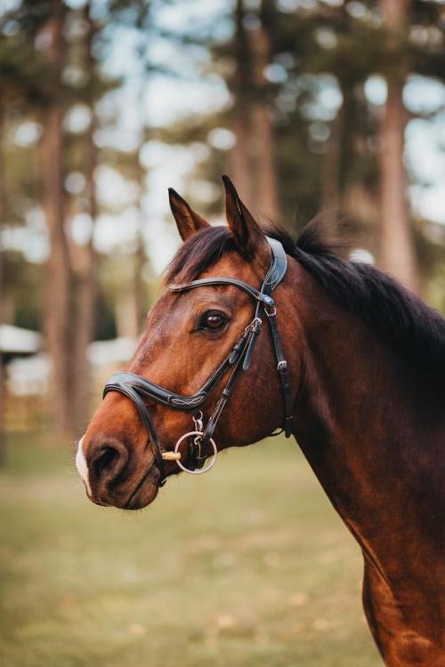 equestrian