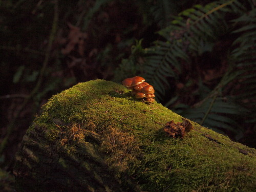 grateful-minutiae: forest creatures