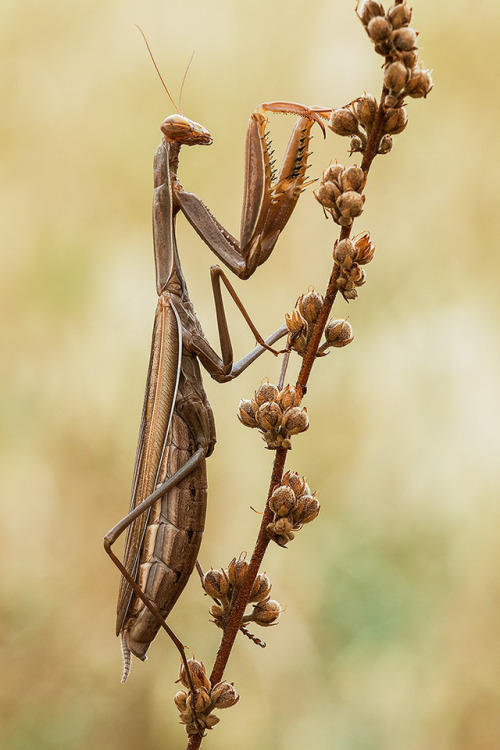 tamarakavalou:Praying mantis ( female)The praying mantis (Mantide religiosa) or European mantis is a