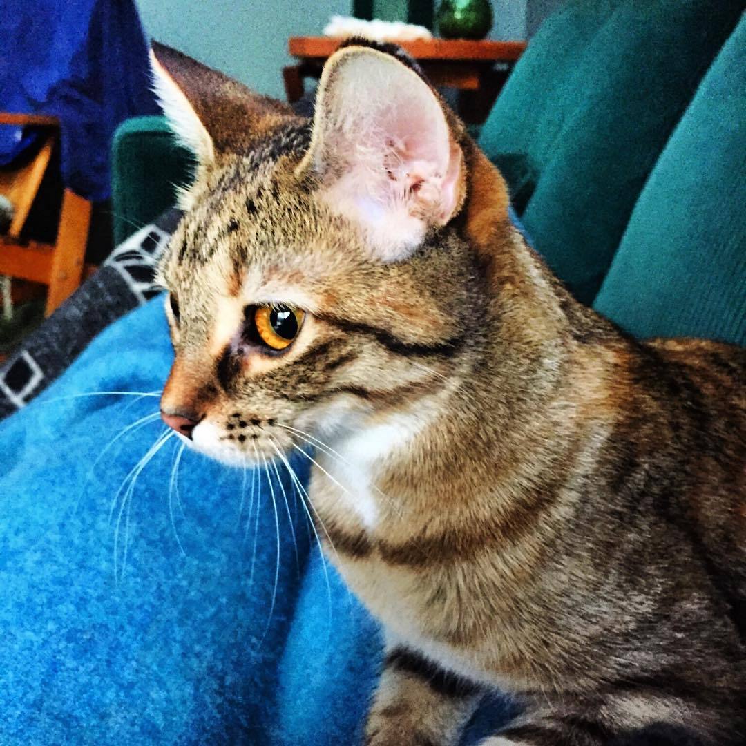 Once Upon A Kitty Cat