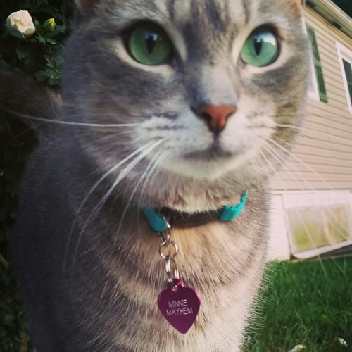 troublewithtwohands: Finally bought my teeny huntress a collar, so she can roam the neighborhood wit