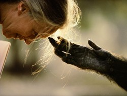 natgeotravel:  Do you recognize this famous photo? Read the Q&amp;A with Jane Goodall on her 80th Birthday, learn about her legacy—and what’s next » Photograph by Michael Nichols
