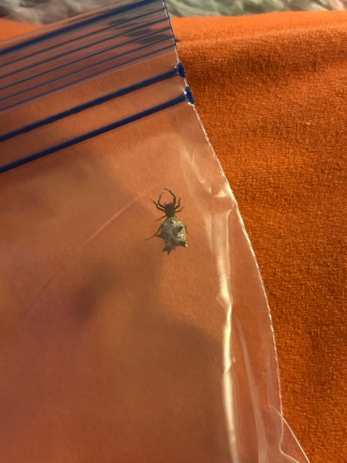 Buggy