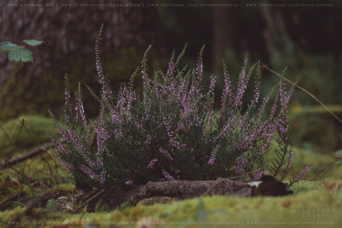 effys-photos:    Deforestation Renewed V - (Ⓒeffys-photos)Full Set | Buy Prints | Website    