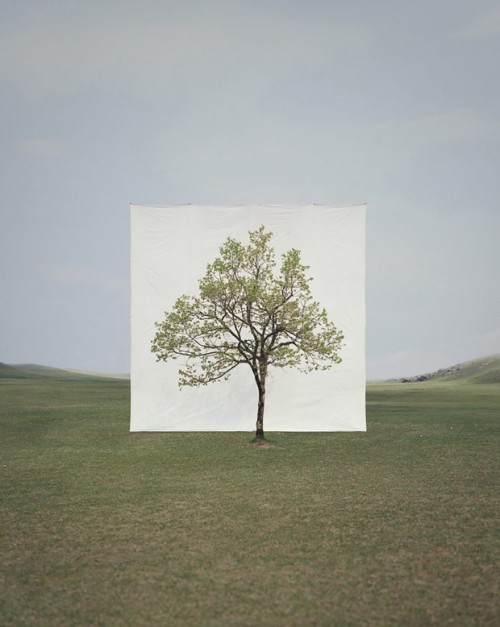 escapekit:TreeSouth Korea-based artist Myoung Ho Lee frames trees to create beautiful natural p