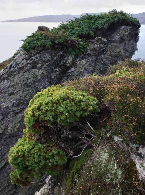 There are very few wild junipers in Cowal - the handful I know of are mostly clinging to the edge of