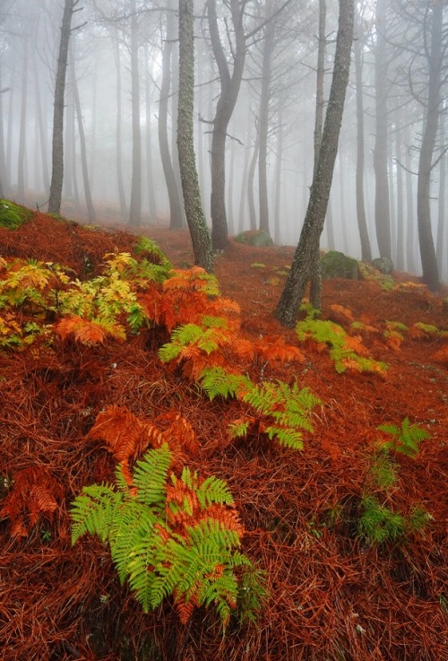 sweetd3lights:By Juan Pavon