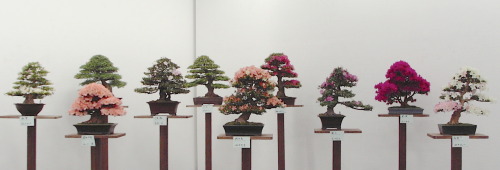 さつき盆栽花季展 / Satsuki azalea bonsai exhibition