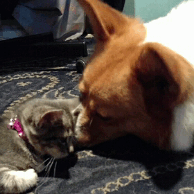 his-corgi-highness:  Sage only tolerates his doting because she’s sleepy. 