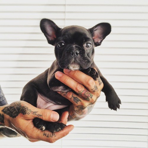 XXX I want a black frenchy baby! photo