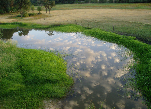 tedbundysdoll: Laguana pond