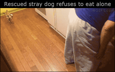 4gifs:  Adopted chihuahua hates eating by herself :3 [video]