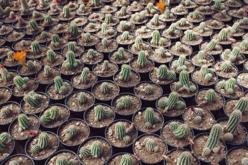    Cactusland, the largest cactus nursery in the United Kingdom 