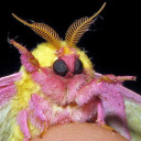 rubicunda:Numerous specimen and forms of Actias gnoma from the research collections of Stefan Naumann, Eric van Schayck, Rodolphe Rougerie, and Steve Kohll. Many of the forms depicted here look like their relatives Actias sinensis, Actias luna, and Actias