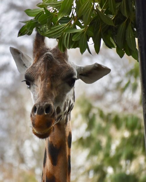 Such a tall, beautiful animal! Although it wasn’t very interested in us and quickly wandered out of 