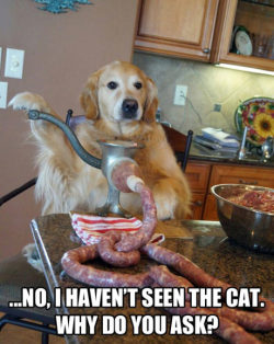 srsfunny:  Dog, Have You Seen The Cat? 