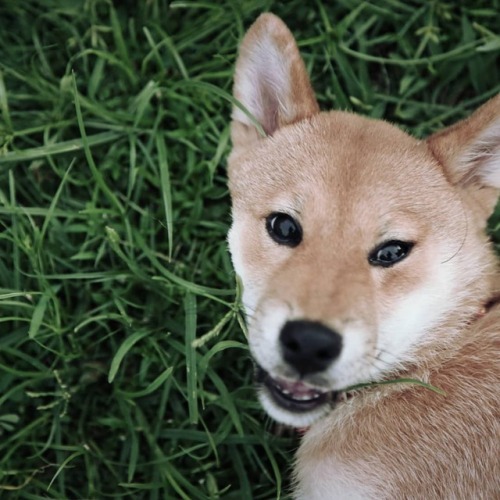 僕はキツネじゃないよ！ 我不是狐狸喔！ #芝麻醬 #柴柴 #柴犬芝麻醬 #公園 #散步中 #芝麻醬散步 #芝麻醬暴衝 #台灣好熱 #偽狐狸 #日本犬 #赤柴 #台灣 #台湾 #shibainu #go