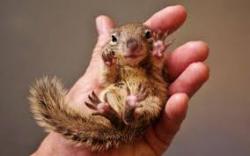 al-grave:  Baby squirrel begging for a hug.