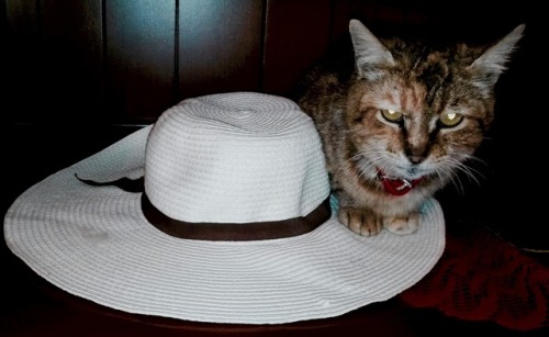 &lt;&lt;It’s hot. My human wears a hat outside. This is how I stop her from leaving me