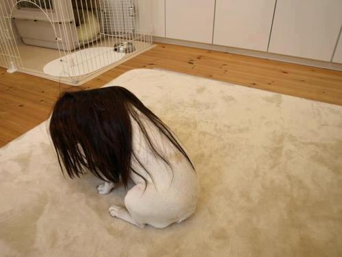 cherrytiy:  holavicente:  How to fuck with anime fans: Step 1) put a wig on your dog Step 2)   For a second I was scared as hell because I thought it was the Grudge girl