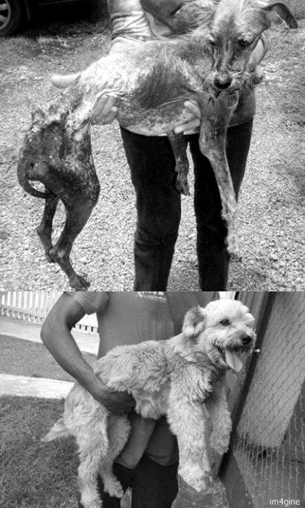 abraca-me-senhoor:  Salvar um animal não mudará o mundo, mas mudará o mundo daquele