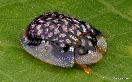 end0skeletal: Tortoise Beetles by Andreas Kay