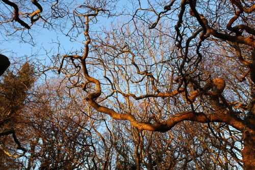rattystarlings:Gnarled and golden
