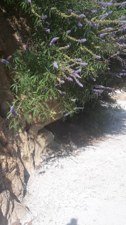 Coastal flowers, Sant Francesc beach, Blanes, Costa Brava, July 2015