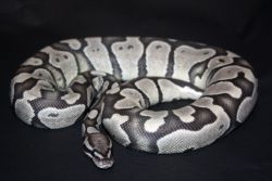 fuckyeahballpythons:  A “True Ghost” (HypoxAxanthic) Ball Python. You would think that this combo would be a more commonplace morph but alas, they are a rare kind. 