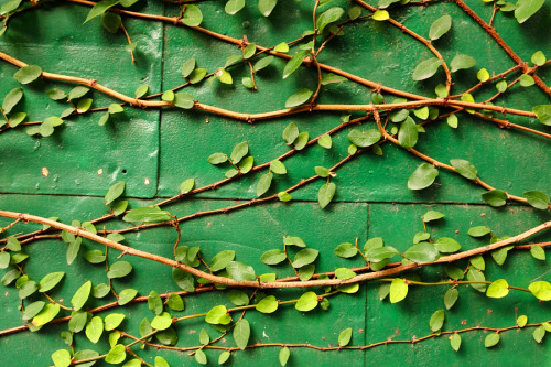 hueandeyephotography:  Vines on green metal door, Charleston, SC  © Doug Hickok  All Rights Reserved