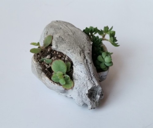 cummy–eyelids:Cat skull bonsai succulent adult photos